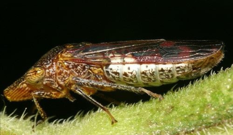 Napa Sounds Alarm as Costco Grapevines May Harbor Killer Pest