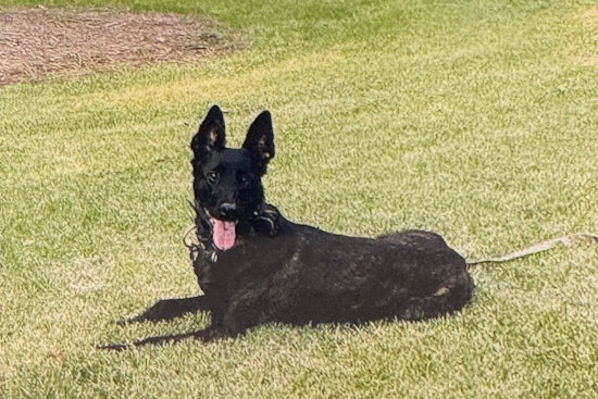Cop's Bullet Killed K-9 Oya, North County Admits After Probe