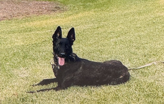 Cop's Bullet Killed K-9 Oya, North County Admits After Probe