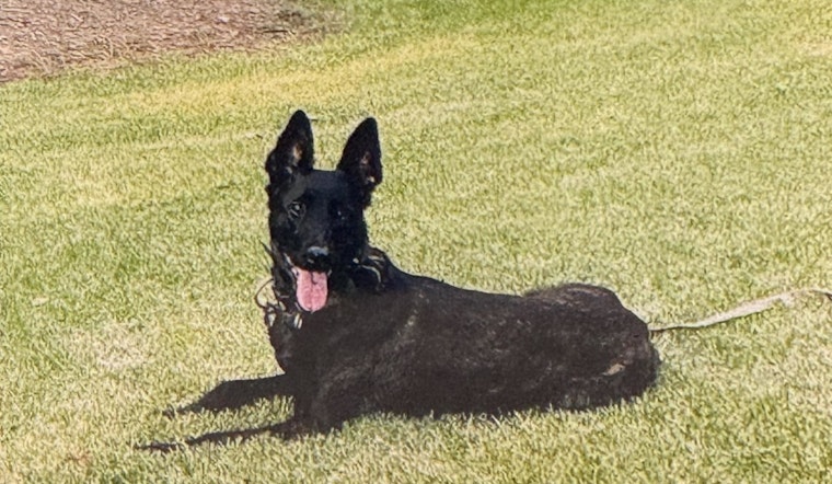 Cop's Bullet Killed K-9 Oya, North County Admits After Probe