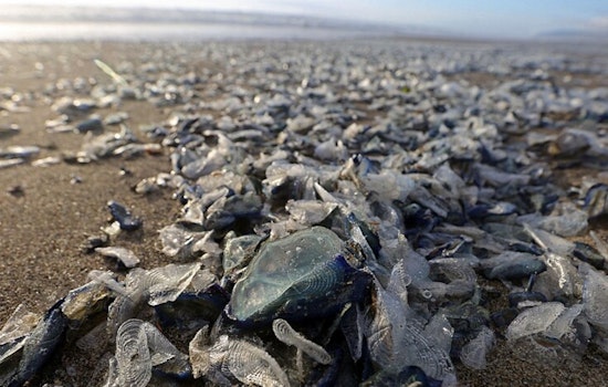 Neon Sea Invasion: Tiny Blue Sailors Carpet California Coast