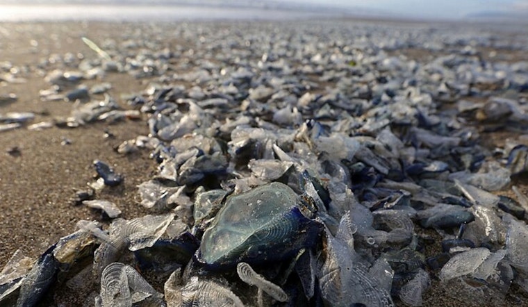 Neon Sea Invasion: Tiny Blue Sailors Carpet California Coast
