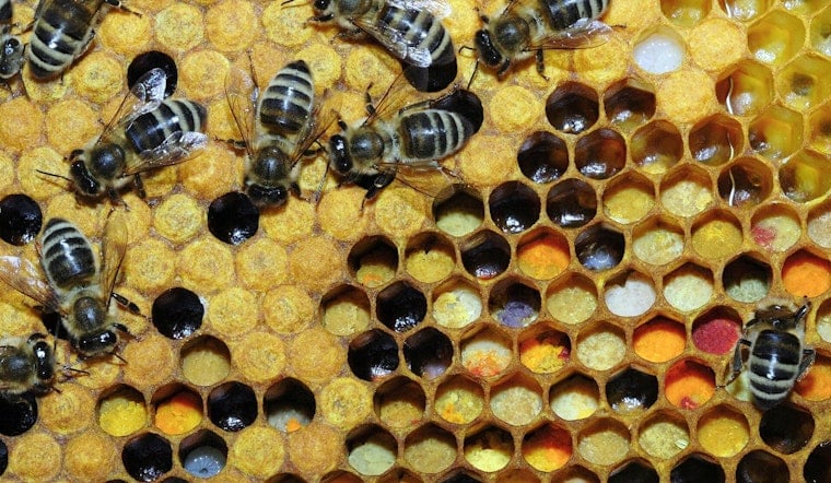 New Orleans TV Reporter Swarmed by Bees While Covering Buzzing Block