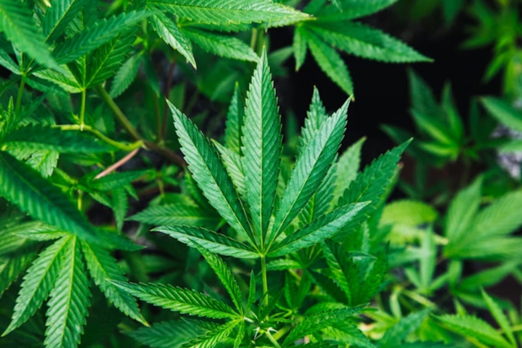 New York Bets On Cannabis In Gut‑Wrenching Fight Against IBD