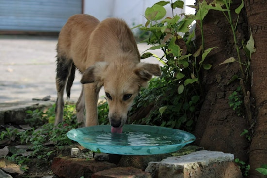 Northwest Vegas Pet Mortician Sounds Alarm on Deadly Heat Wave for Pets
