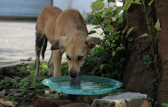 Northwest Vegas Pet Mortician Sounds Alarm on Deadly Heat Wave for Pets