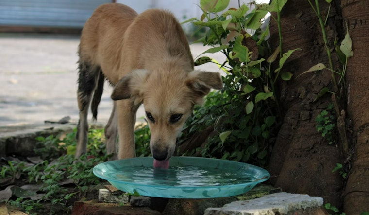 Northwest Vegas Pet Mortician Sounds Alarm on Deadly Heat Wave for Pets