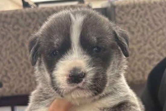 Ogden Puppy Tosser Gets 120 Days After Highway Horror