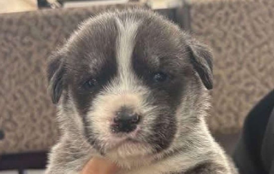 Ogden Puppy Tosser Gets 120 Days After Highway Horror