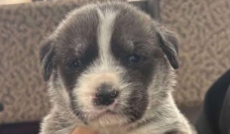 Ogden Puppy Tosser Gets 120 Days After Highway Horror