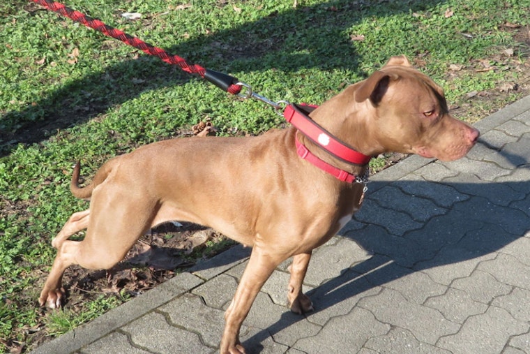 OKC Block Shaken As Doorbell Video Shows Pit Bulls Maul Family Pet