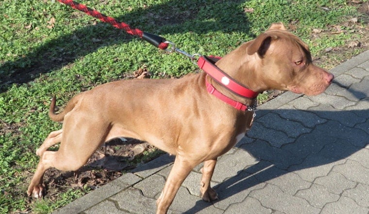 OKC Block Shaken As Doorbell Video Shows Pit Bulls Maul Family Pet