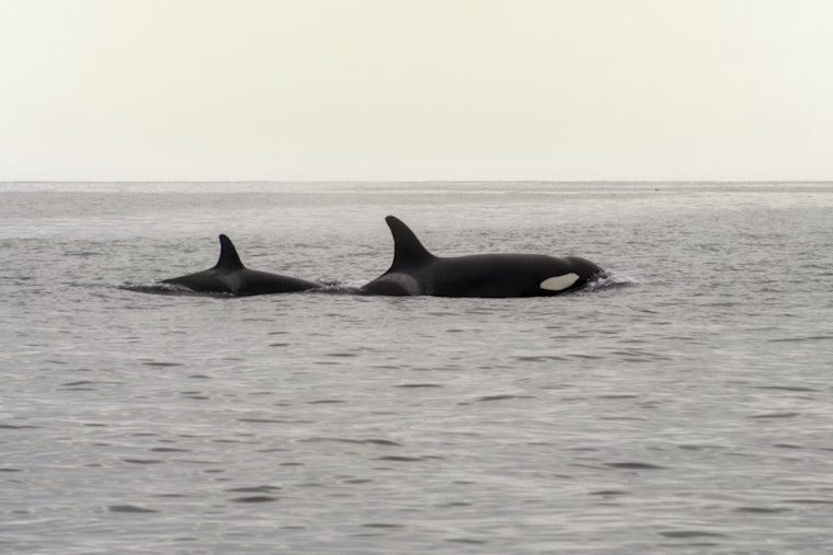 Orca Rush Hour Killer Whales Cruise Fauntleroy Ferry Lanes Off West Seattle