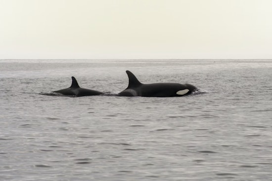 Orca Rush Hour Killer Whales Cruise Fauntleroy Ferry Lanes Off West Seattle