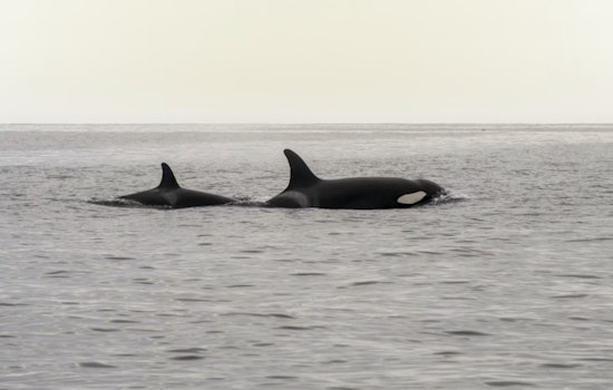 Orca Rush Hour Killer Whales Cruise Fauntleroy Ferry Lanes Off West Seattle