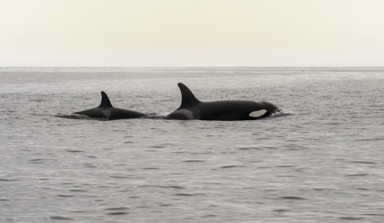 Orca Rush Hour Killer Whales Cruise Fauntleroy Ferry Lanes Off West Seattle