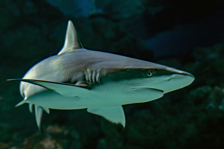 Orlando Shark Squad Joins Hurricane Hunt In Bold Forecasting Gamble