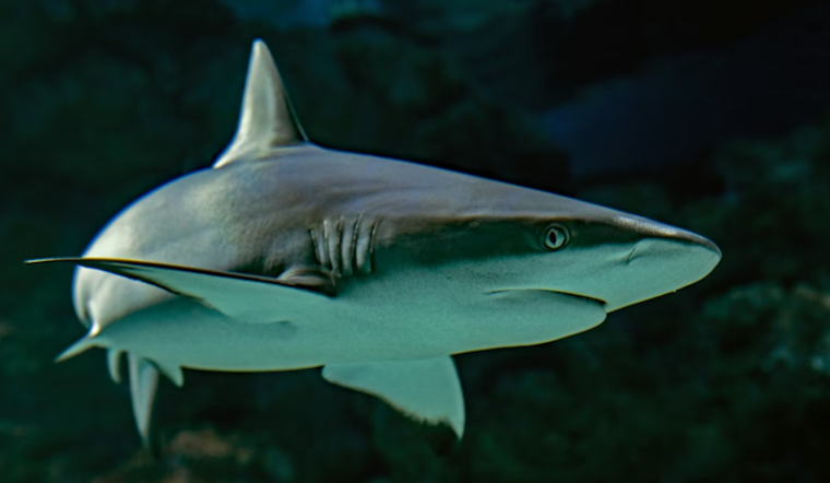 Orlando Shark Squad Joins Hurricane Hunt In Bold Forecasting Gamble