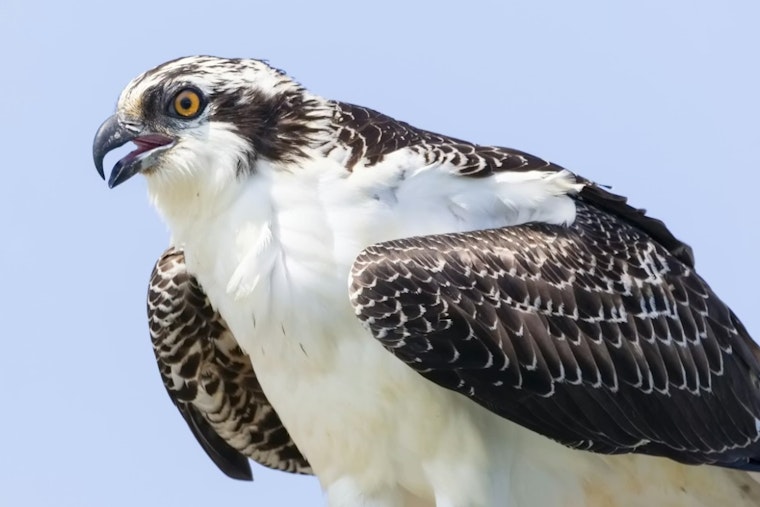 Osprey Tragedy Stuns La Jolla Tennis Club, Triggers Coastal Cleanup Push