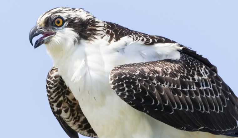 Osprey Tragedy Stuns La Jolla Tennis Club, Triggers Coastal Cleanup Push