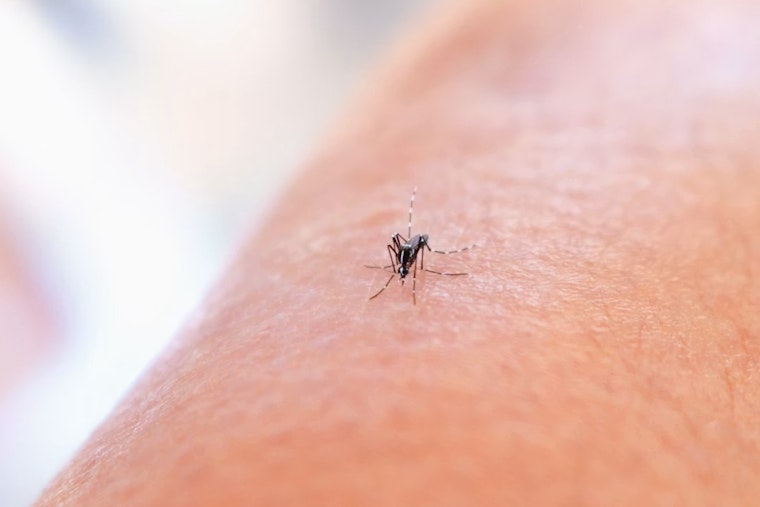 Overnight Mosquito Fogging Ordered After West Nile Hit In Duncanville