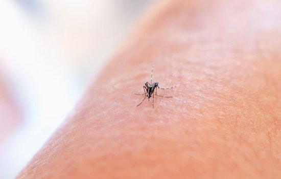 Overnight Mosquito Fogging Ordered After West Nile Hit In Duncanville