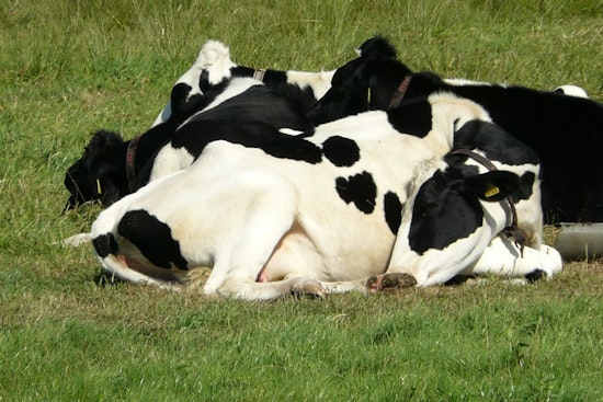 Overnight Rustlers Swipe 64 Calves From Quiet Coldwater Farm