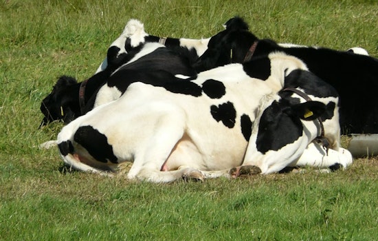 Overnight Rustlers Swipe 64 Calves From Quiet Coldwater Farm