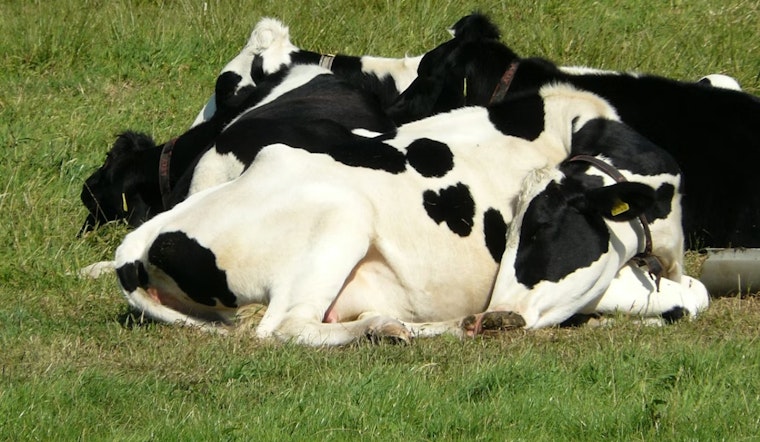 Overnight Rustlers Swipe 64 Calves From Quiet Coldwater Farm