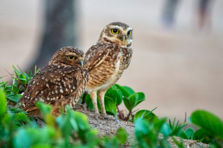 Owls vs. Ore, Conservationists Try To Clip Copper Creek Drills Near Mammoth