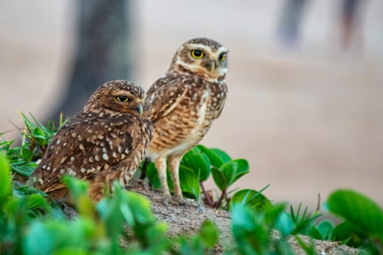 Owls vs. Ore, Conservationists Try To Clip Copper Creek Drills Near Mammoth