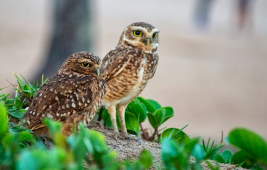 Owls vs. Ore, Conservationists Try To Clip Copper Creek Drills Near Mammoth