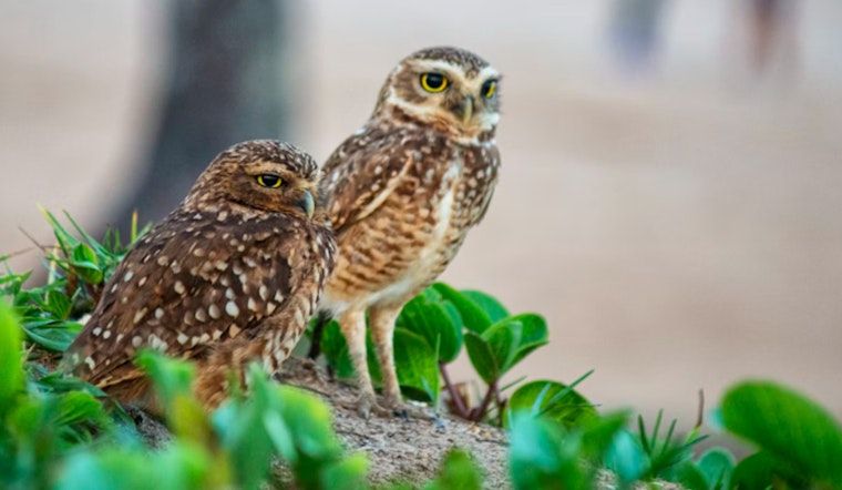 Owls vs. Ore, Conservationists Try To Clip Copper Creek Drills Near Mammoth