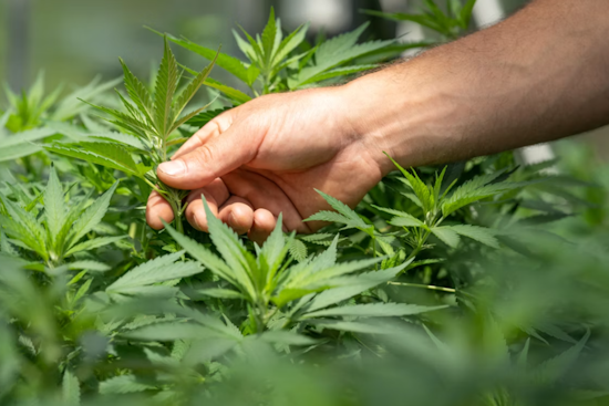 Palm Bay Bans New Medical Marijuana Dispensaries