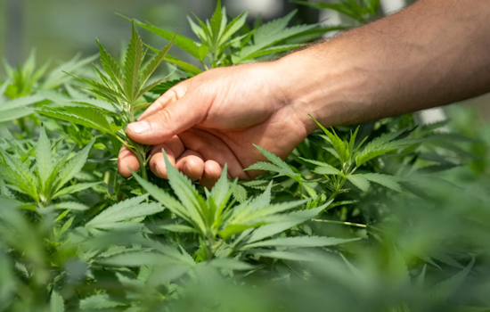Palm Bay Bans New Medical Marijuana Dispensaries