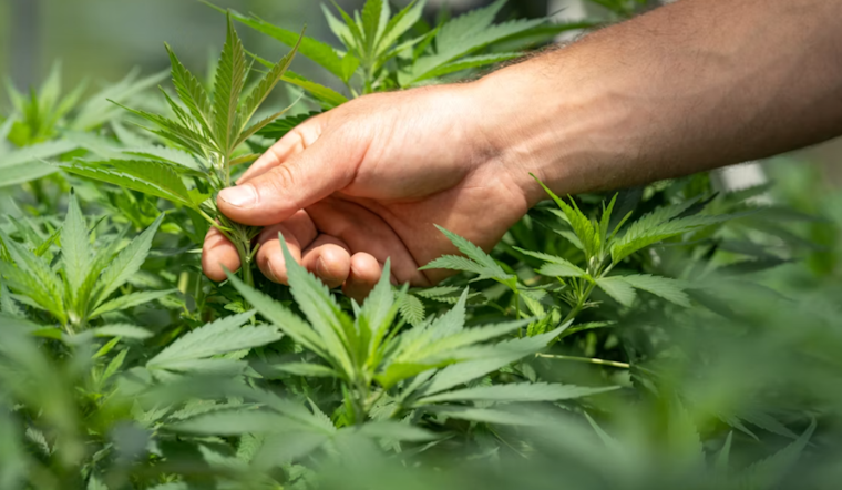 Palm Bay Bans New Medical Marijuana Dispensaries