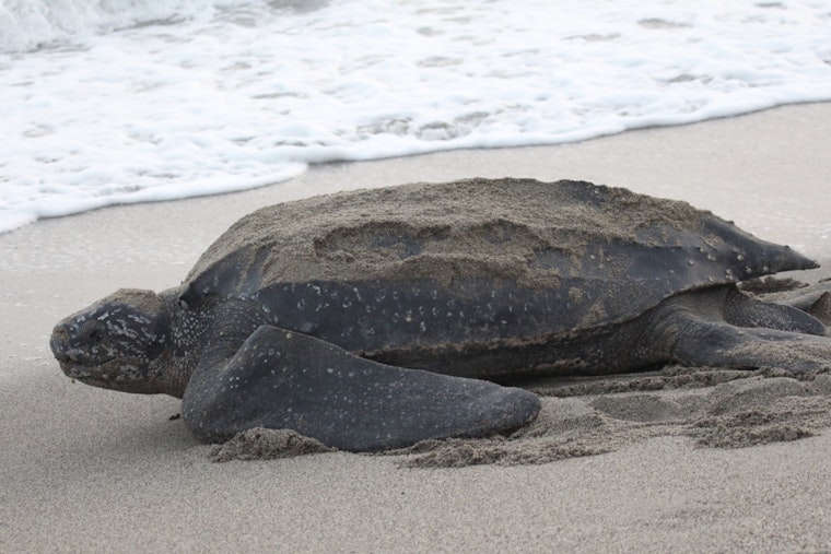 Palm Beach Intracoastal Becomes Deadly Lane For Four Giant Leatherbacks