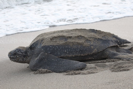 Palm Beach Intracoastal Becomes Deadly Lane For Four Giant Leatherbacks