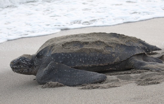 Palm Beach Intracoastal Becomes Deadly Lane For Four Giant Leatherbacks