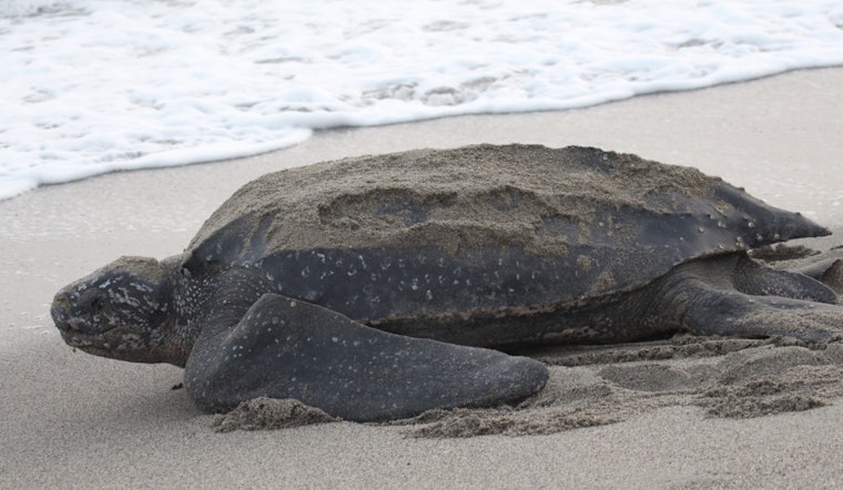Palm Beach Intracoastal Becomes Deadly Lane For Four Giant Leatherbacks