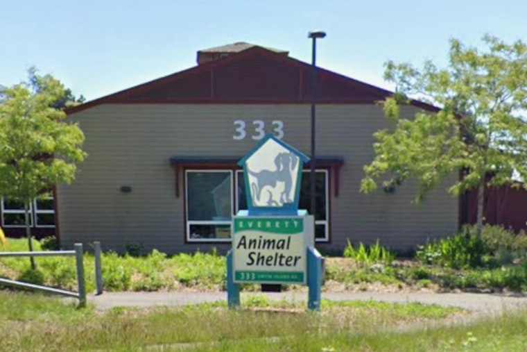 Parvo Panic In Snohomish, Everett Shelter Scrambles As Virus Spreads