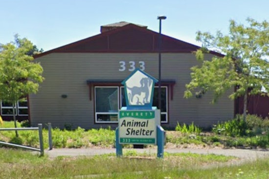 Parvo Panic In Snohomish, Everett Shelter Scrambles As Virus Spreads
