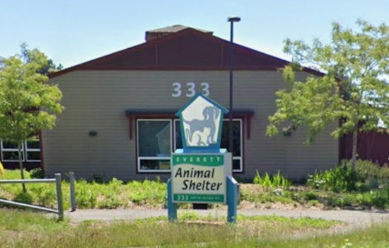 Parvo Panic In Snohomish, Everett Shelter Scrambles As Virus Spreads