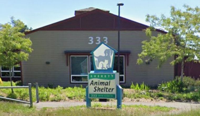 Parvo Panic In Snohomish, Everett Shelter Scrambles As Virus Spreads
