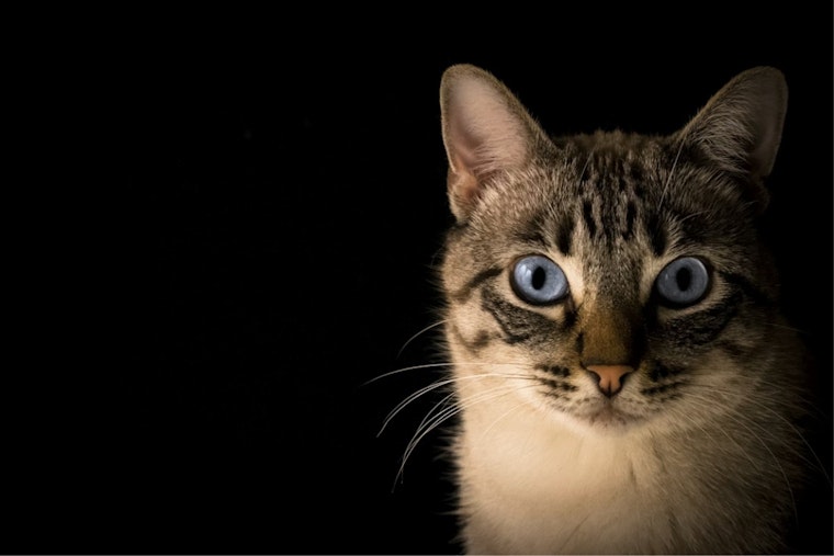 Pellet‑Hit Cat Put Down, Leaving Avon Lake Neighbors On Edge
