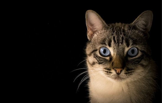 Pellet‑Hit Cat Put Down, Leaving Avon Lake Neighbors On Edge