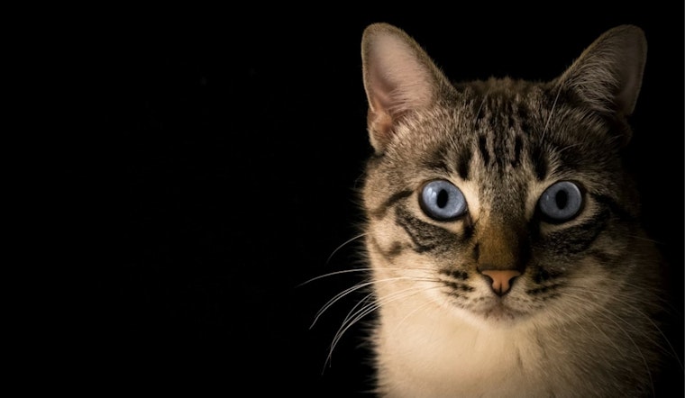 Pellet‑Hit Cat Put Down, Leaving Avon Lake Neighbors On Edge