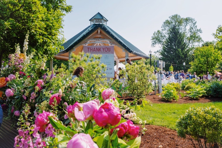 Petal Takeover: Peony Fest Poised To Swamp Downtown Noblesville