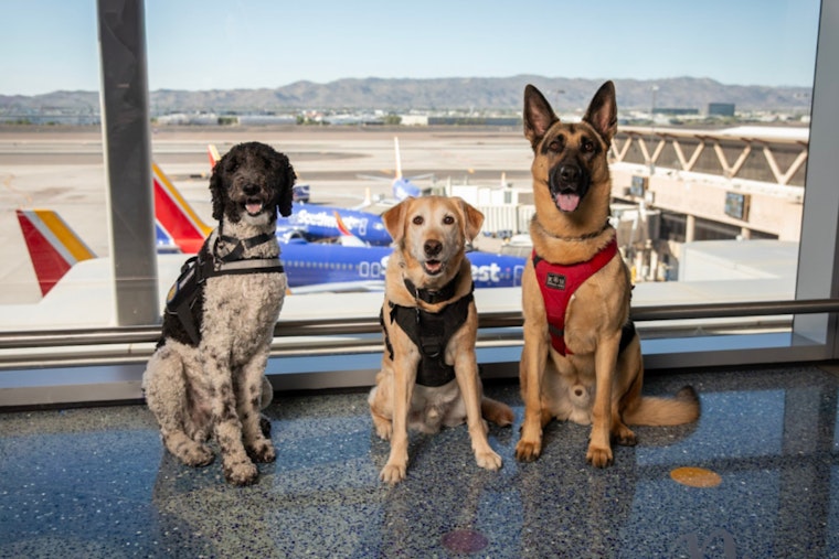 Phoenix Cops Put K9 Playbook On The Chopping Block, Ask Public To Weigh In