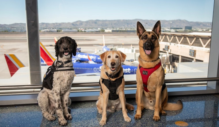 Phoenix Cops Put K9 Playbook On The Chopping Block, Ask Public To Weigh In
